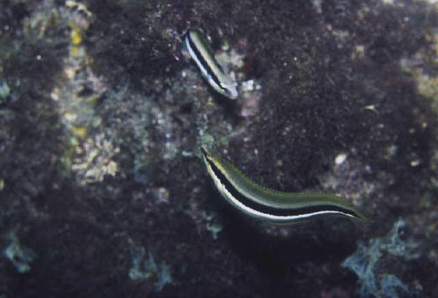 Aspidontus dussumieri